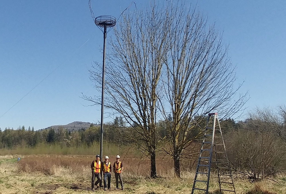 Read more about the article Osprey Nesting Platform