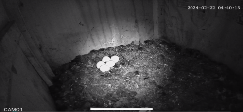 Owl eggs on Feb 24, 2024, 4:40am