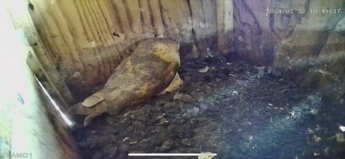 Barn Owl in owl box, Feb 22, 2024