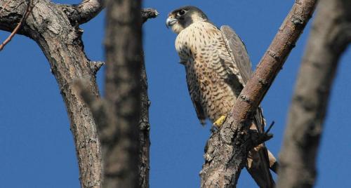 Peregrine